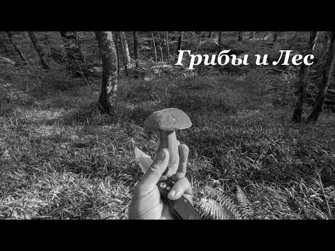 Видео: Грибы и Лес