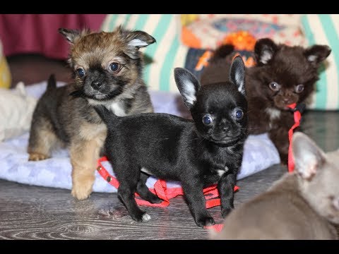 Видео: Обзор ЩЕНКОВ ЧИХУАХУА от 9.11.2019