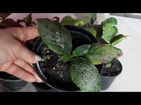 Видео: Уход и зимовка черенков гортензий.