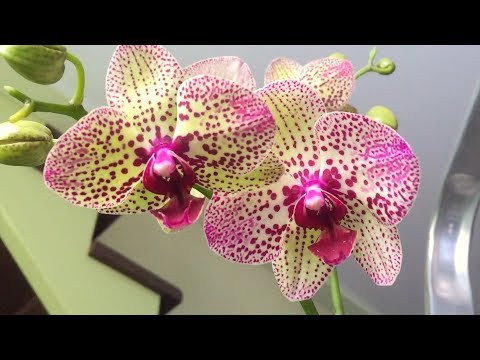 Видео: нужно ли ПЕРЕСАЖИВАТЬ ОРХИДЕЮ после покупки в магазине?