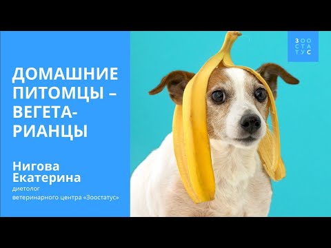 Видео: Могут ли кошки и собаки быть вегетарианцами?