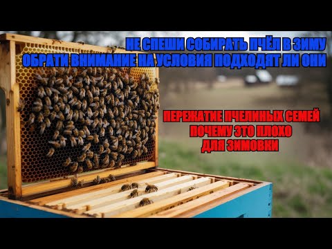 Видео: ВАЖНЫЕ УСЛОВИЯ при СБОРКЕ ПЧЕЛИНОГО ГНЕЗДА В ЗИМУ КОГДА СТОИТ НАЧИНАТЬ не ПРОПУСТИТЕ ЭТОТ МОМЕНТ ✅🐝🐝