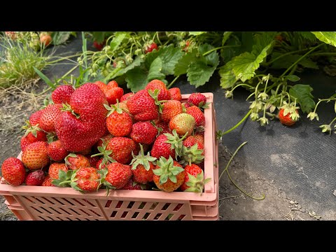 Видео: Вино з полуниці 🍓