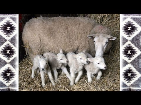 Видео: Ягнята. Карпатські вівці.