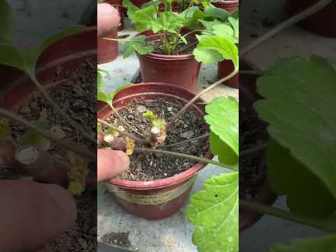 Видео: Геран гулини нима сабабдан кесамиз. Кесгандан кейин қуриб қолмаслиги учун нима қилишимиз керак.