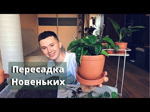 Видео: Разговорная Пересадка Растений » Про Методы Пересадки, Про Выбор Горшка, Про Грунт