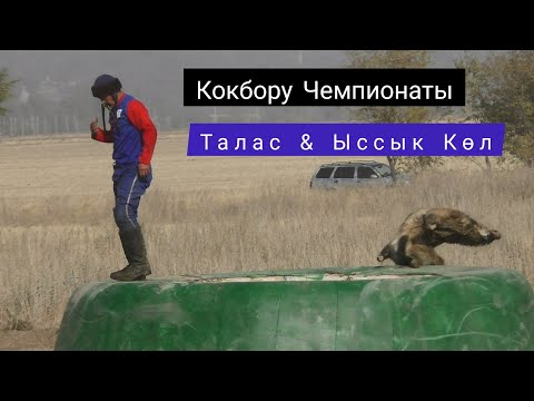 Видео: Кокбору Чемпионаты/ Талас & Ыссык Көл 🔥🔥🔥