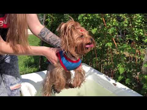 Видео: DOGVLOG:Йорки на даче,что берём с собой? Жара