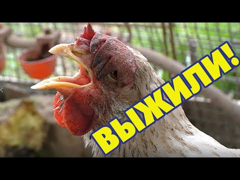 Видео: Чем лечить кур если они хрипят и чихают