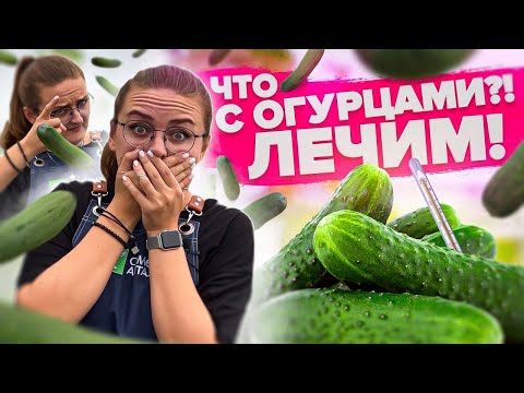 Видео: УБИРАЕМ ПУСТОТЫ, ГОРЕЧЬ В ОГУРЦАХ! Почему горчат огурцы и растут в форме груши?