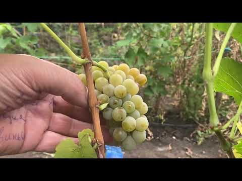 Видео: Мускарис - очень устойчивый, ране средний с мускатом, бело ягодный технический  виноград Германии