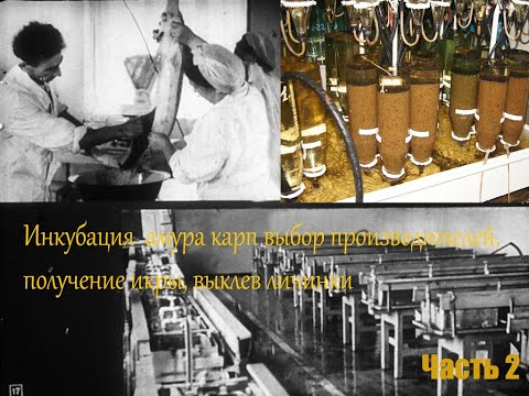 Видео: ИНКУБАЦИЯ АМУРА КАРП И ПОДГОТОВКА ИНКУБАЦИОНИ ЦЕХА| ПОЛУЧЕНИ ИКРЫ И ВЫКЛЕВ ЛИЧИНКИ ЧАСТЬ 2