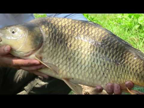 Видео: Родопски излет на яз. Кремен