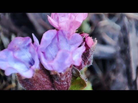 Видео: От Перми до д. Сукманы/ Новоильинский #пермь
