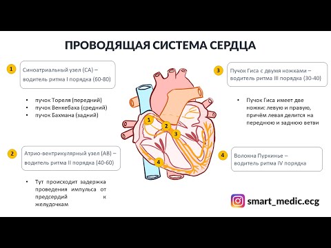 Видео: ЭКГ за 100 минут №1: ЭКГ плёнка, Проводящая система сердца
