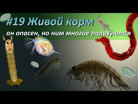 Видео: #19 Живой корм, его не нужно покупать...