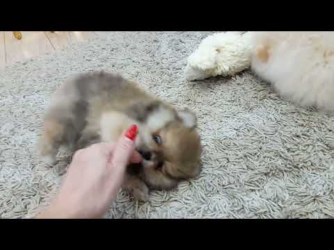 Видео: Померанский шпиц 1месяц 3 недели