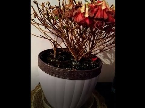 Видео: Погибает азалия. Почему не удается ее спасти?