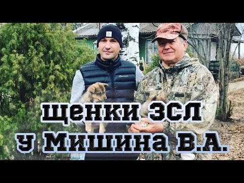 Видео: Купили щенков ЗСЛ у Мишина В.А. в Удмуртском питомнике.