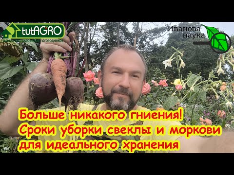 Видео: НЕ КОПАЙТЕ МОРКОВЬ и СВЁКЛУ! Сперва узнайте ИДЕАЛЬНЫЕ сроки уборки корнеплодов!