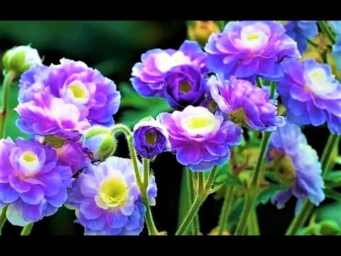 Видео: ЦВЕТЫ, КОТОРЫЕ ВЫТЕСНЯТ СОРНЯКИ