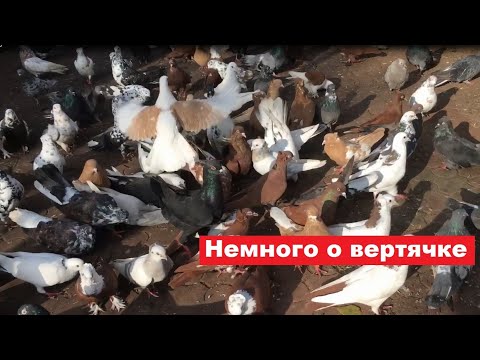Видео: Несколько слов о вертячке (болезнь Ньюкасла)