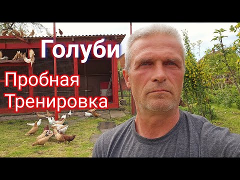 Видео: Голуби пробная тренировка