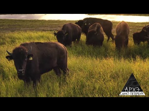 Видео: Игорь Попов: "Плейстоценовый парк"