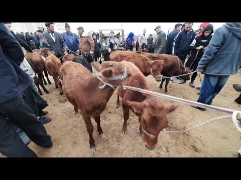 Видео: ЁШ ХУКИЗ ВА ЁШ ХУНАЖИН ВА КИСИР СИГИР НАРХЛАРИ ХАЗОРАСП МОЛ БОЗОРИ 13 ОКТЯБРЯ 2024.Г