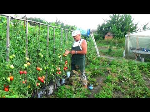Видео: Помидоры на кольях в летнюю жару:  что им нужно дать?