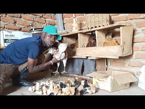 Видео: #localchicken #brooding Выращивание 100 цыплят с одной наседкой