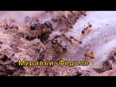 Видео: Pheidole, большеголовые муравьи и их нрав.
