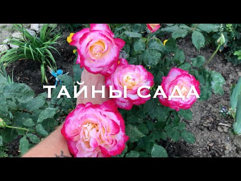 Видео: Две розы, достойные быть на ВАШЕМ участке! Роза АДМИРАЛ. Роза ДАБЛ ДЭЛАЙТ. Цветение роз.