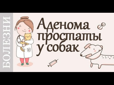 Видео: Аденома у собак, симптомы, лечение. Советы ветеринара.