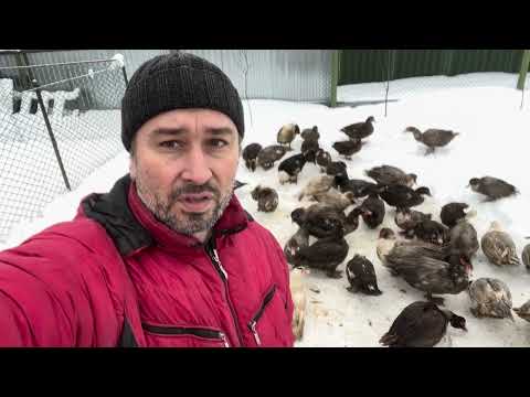 Видео: Подрезка крыльев мускусной утке и замер корпуса селезней