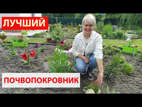 Видео: Как сажать камнеломку. Как посадить почвопокровные растения