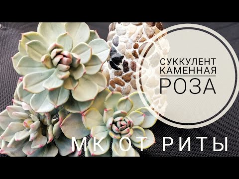 Видео: DIY. СУККУЛЕНТЫ КАМЕННАЯ РОЗА МК от РИТЫ.  DIY. SUCCULENTS STONE ROSE  tutorial by RITA