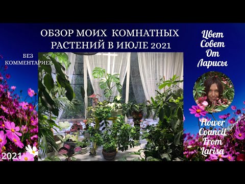 Видео: ОБЗОР МОИХ КОМНАТНЫХ РАСТЕНИЙ В ИЮЛЕ 2021