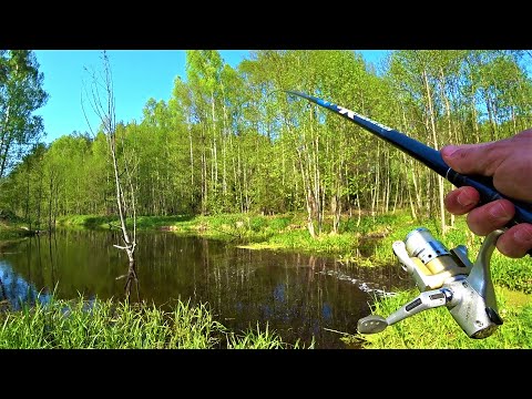 Видео: Забытое лесное озеро КИШИТ рыбой.Тут её НИКТО НИКОГДА не ЛОВИЛ.