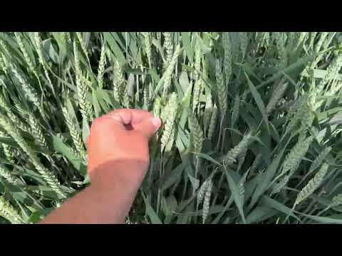 Видео: Пшениця озима DSV ARTIST. Попередній огляд