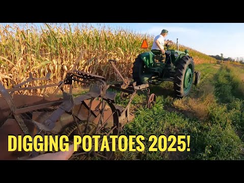 Видео: Копаем картошку в 2025! Оливер и Ай Эйч справились!