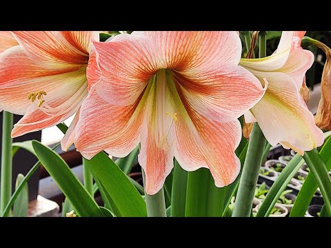 Видео: Гиппеаструмы. Второй месяц цветения!