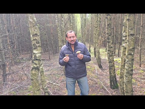 Видео: Осень. На разведку в лес. Папины мудрости. #261