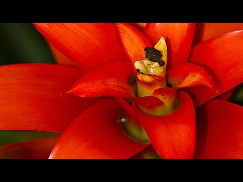 Видео: Гузмания гулу 🌺🌺🌺жаны сатып алгандан кийин эмне кылабыз?
