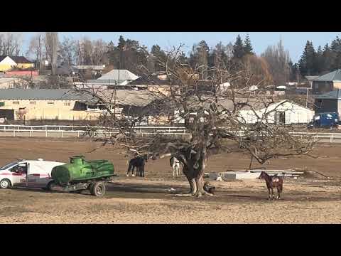 Видео: Чоң Жорго 21.03.2025 .Чолпон - Ата