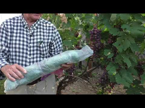 Видео: Виноград. Защита от птиц