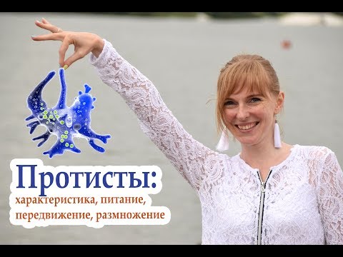 Видео: Биология| Простейшие. Особенности строения. Дыхание. Питание. Выделение. Размножение.