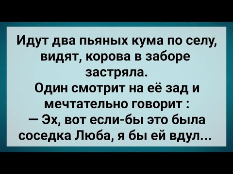 Видео: Два Кума в Селе и Корова в Заборе! Сборник Свежих Анекдотов! Юмор!.