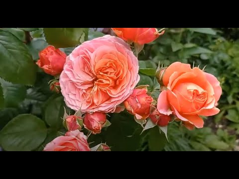 Видео: Летнее цветение прекрасного сада.