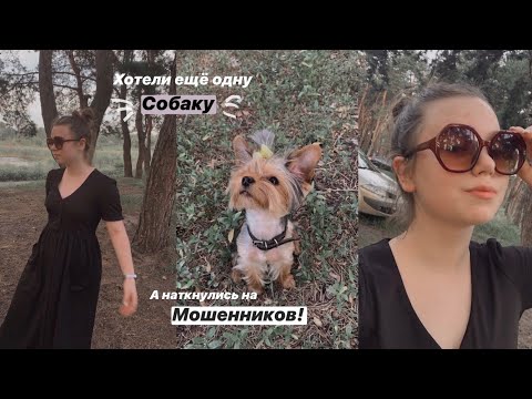 Видео: ХОТЕЛИ ЕЩЕ ОДНУ СОБАКУ, А ПОПАЛИ НА МОШЕННИКОВ 🥵